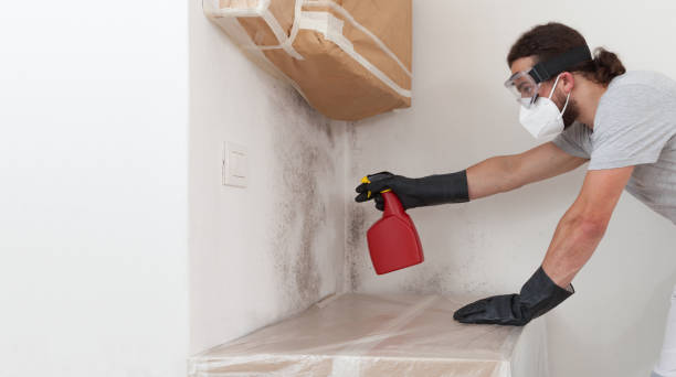 Basement Mold Remediation treatment on basement walls in Lakeland