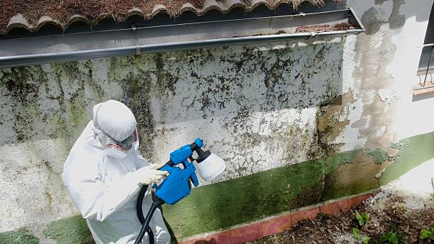 Mold Remediation service in Lakeland, Lakeland, GA